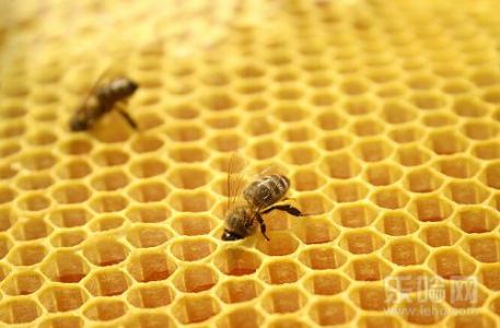 蜂胶哪个牌子好 蜂胶的功效与作用及食用方法