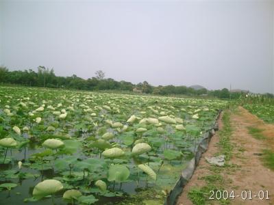 旱地花椒栽培技术 莲藕旱地的栽培技术