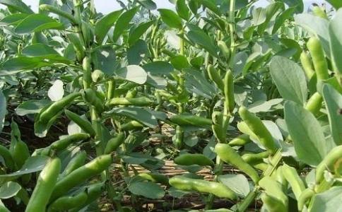 蚕豆病虫害防治 蚕豆的栽培技术与病虫防治