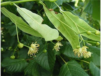 椴树蜜营养价值 椴树的主要价值和植物文化