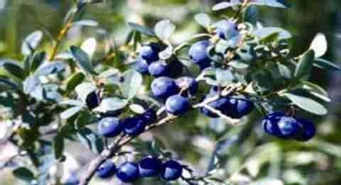 蓝莓的营养价值 蓝莓的营养价值及应用价值