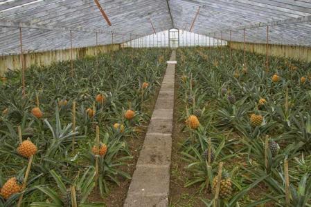 菠萝的栽培方法 菠萝的栽培技术
