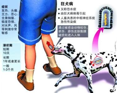 狂犬病是什么样子的 狂犬病是什么