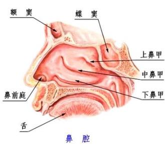 鼻咽癌的早期症状 鼻炎有什么症状