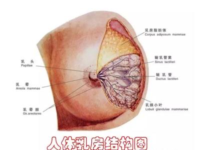 隐性疾病 乳房疼痛相关的四种隐性疾病