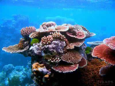 澳大利亚旅游景点攻略 澳大利亚大堡礁旅游景点攻略