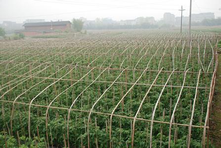 大葱越冬栽培 温室甜椒越冬长季节无公害栽培技术