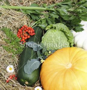 蔬菜果瓜干旱图片 秋季蔬菜防干旱措施