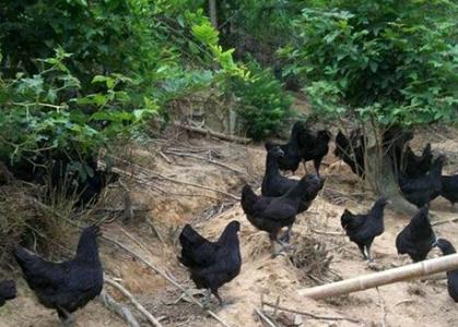山东凯瑞珍禽特种养殖 夏季让特种珍禽多产蛋的方法