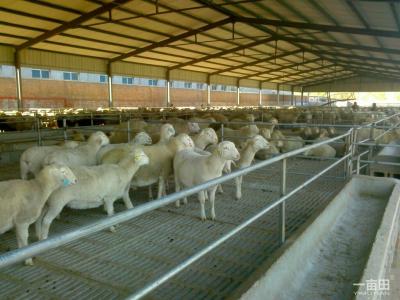 杜泊绵羊养殖场 养殖绵羊舍饲肥育的技术
