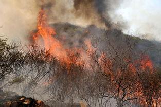 森林火灾的预防 森林火灾的危害和后果