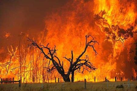 防止森林火灾的措施 森林火灾防范措施