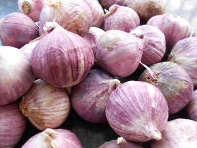 紫皮独头大蒜如何种植 如何防止独头蒜