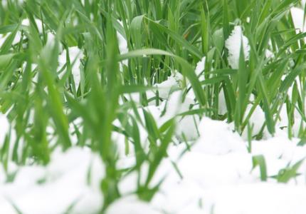 二十四节气与农事活动 大雪节气农事活动