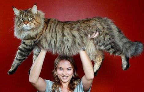 世界最大的猫品种 世界上最大的猫咪