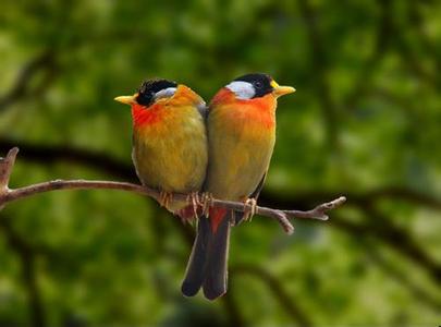 世界上最钟情的动物 世界上最钟情的鸟是什么鸟