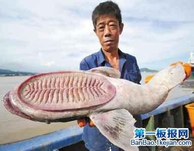 世界上最懒的肺鱼 世界上最懒的鱼是什么