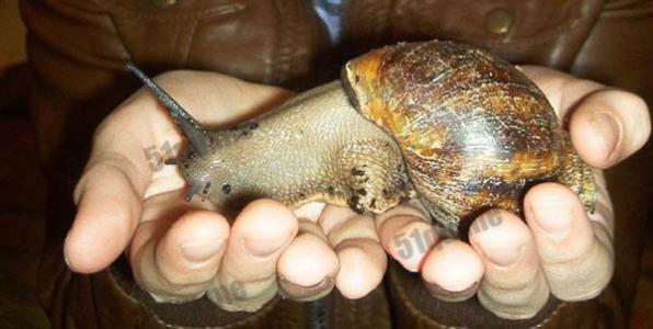 世界上最大的蚂蚁 世界上最大的蜗牛