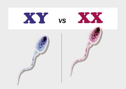男生补充y精子吃什么 生男生女X精子与Y精子谁决定