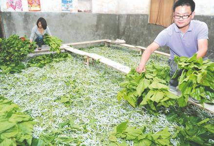 春蚕到死丝方尽 春蚕小蚕期饲养要点