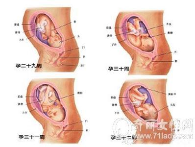 怀孕八个月胎儿图男婴 怀孕八个月胎儿图