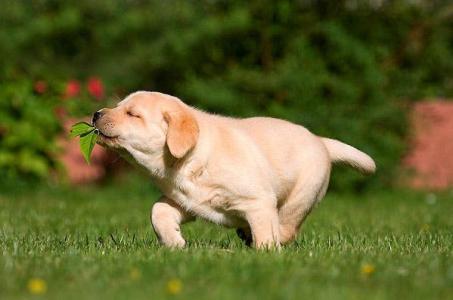 怎么训练狗狗大小便 如何训练狗狗大小便？