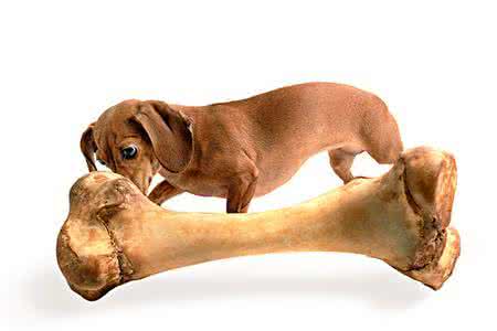小狗吞了骨头能消化吗 小狗能吃骨头吗