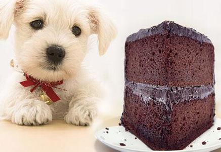 狗狗吃了巧克力怎么办 狗狗为什么不能吃巧克力