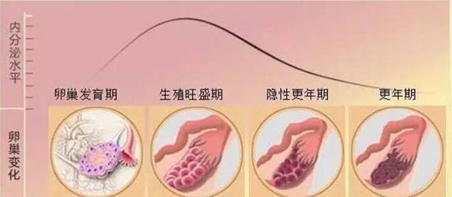 气调保鲜包装机 学会保鲜卵巢魅力不分龄