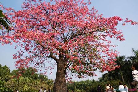 花开花落 花开花落终不息，人来人往终不断