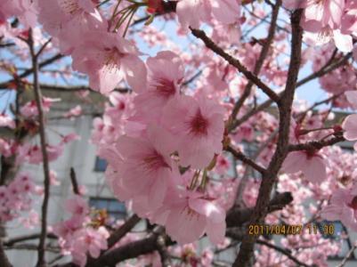 桃花杏花梨花开花时间 桃花杏花梨花开花顺序