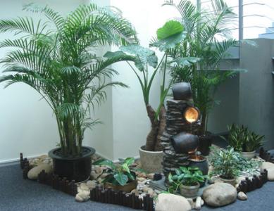 客厅放什么植物最好 室内植物