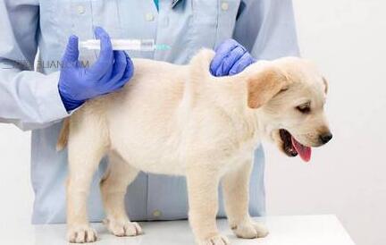 小狗打完疫苗注意事项 给狗打疫苗的注意事项