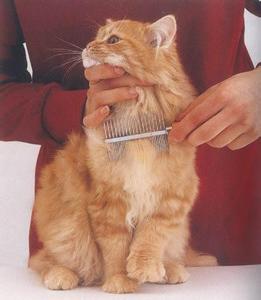 给猫梳毛的怎么算干净 怎么给猫咪梳毛