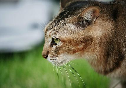 怎么改掉宠物猫吃死老鼠的习惯