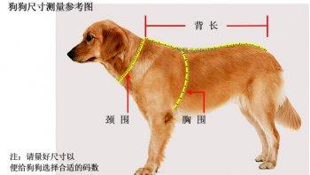 三围测量 怎样测量狗狗的三围