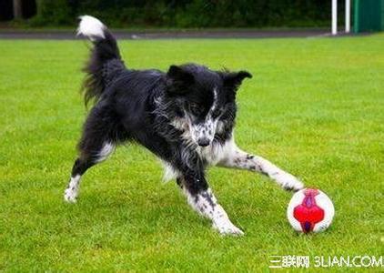 如何训练狗狗捡球 如何训练狗狗找球