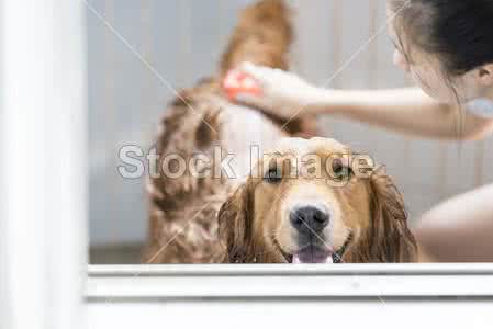 金毛犬可以活多久 金毛犬多久洗一次澡