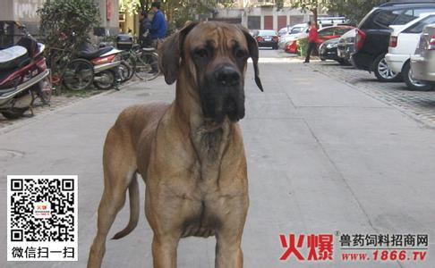 大丹犬忠心吗 大丹犬怎么训练