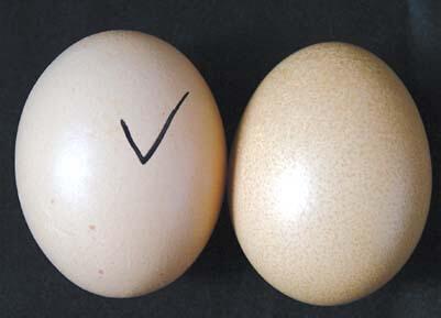 怎样看是不是假鸡蛋 假鸡蛋辨别