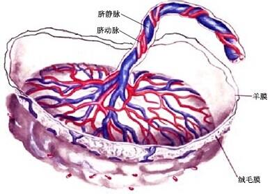 如何知道胎盘上升 关于胎盘你必须知道的一些事儿