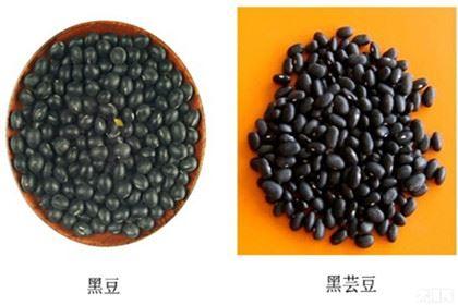 黑豆与黑黄豆的区别 黑豆与黑芸豆的区别