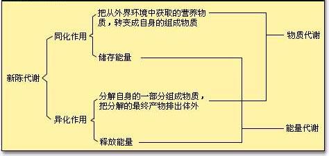 新陈代谢多少正常 怎样使新陈代谢在正常水平