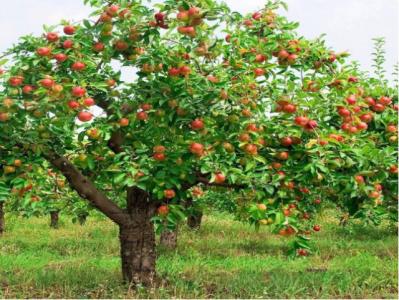 苹果树花 苹果树怎样以花换花