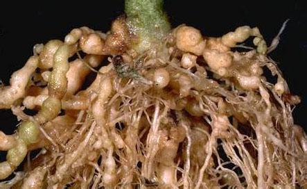 根结线虫防治 蔬菜根结线虫病防治方法