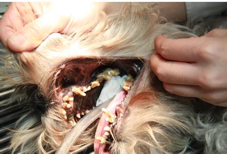 狗狗洗牙多少钱 狗狗应该怎么洗牙