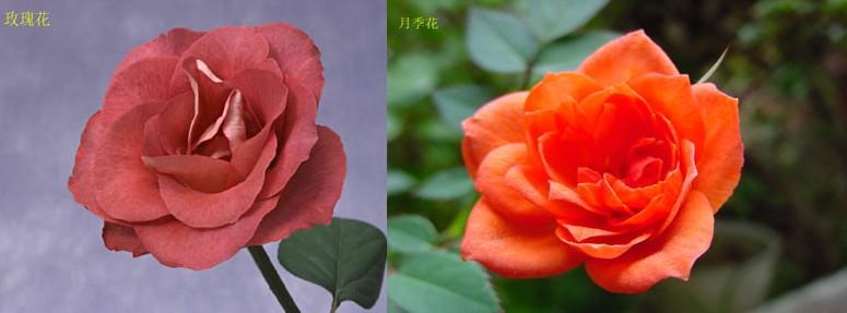 玫瑰与月季的对照图 月季和玫瑰的区别是什么