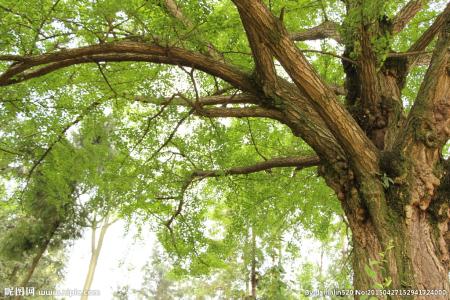 银杏树病虫害防治 银杏树如何防虫病