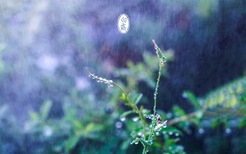 白露节气 白露节气话华西秋雨