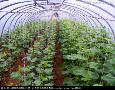 温室病虫害防治 温室蔬菜主要虫害防治方法